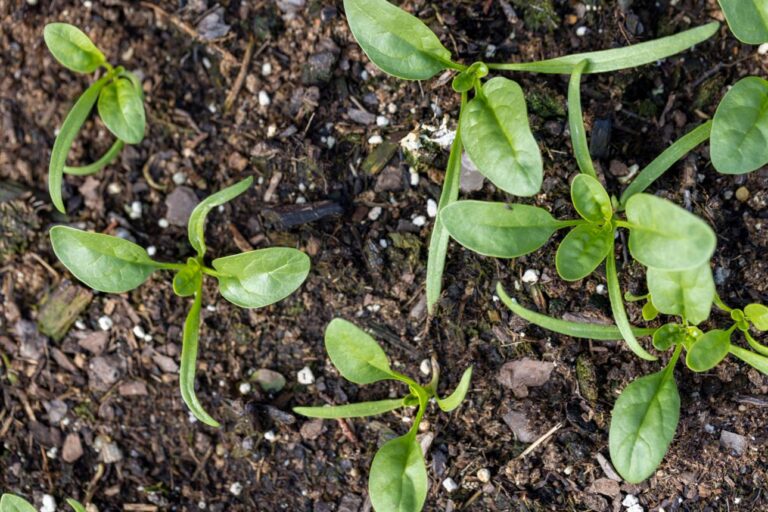 Baby seedings in dirt