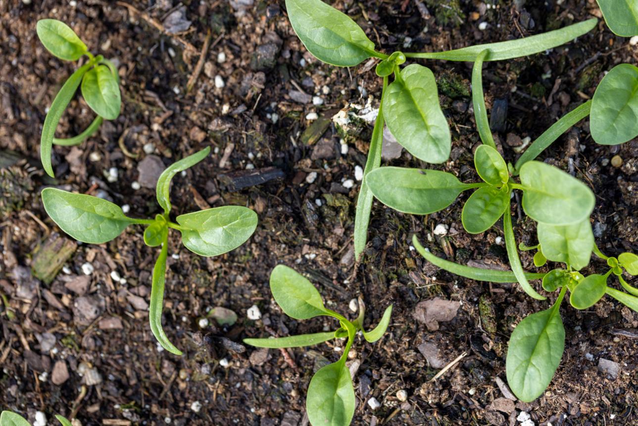 Baby seedings in dirt