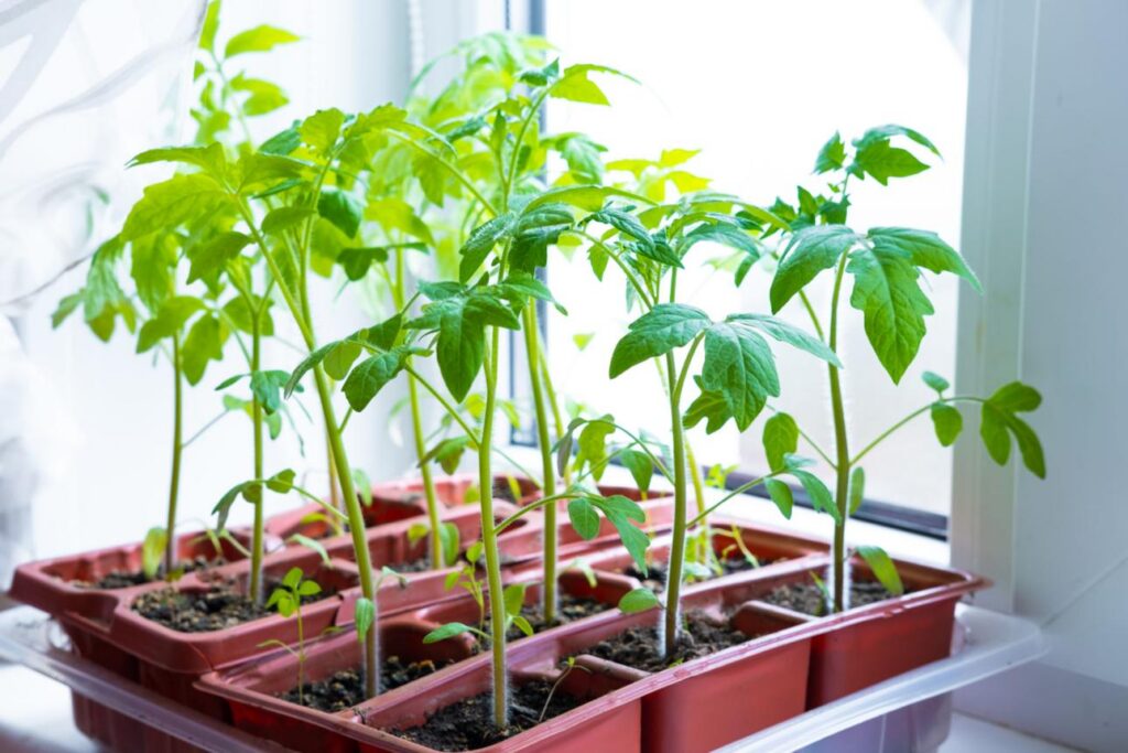 Tomato Starters