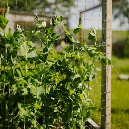 Peas climbing on fence